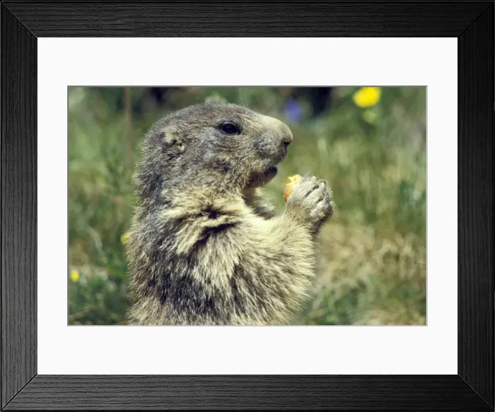 Framed Print : Picture No. 10858469 Framed Print : Picture No. 10858469