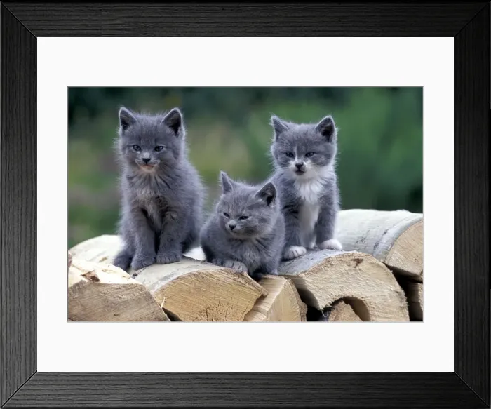 Framed Print : Picture No. 10858474 Framed Print : Picture No. 10858474