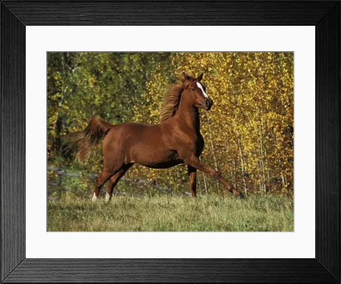 Framed Print : Picture No. 10858467