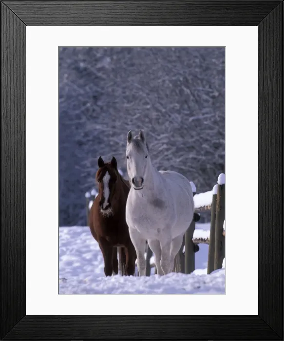 Framed Print : Picture No. 10858477 Framed Print : Picture No. 10858477