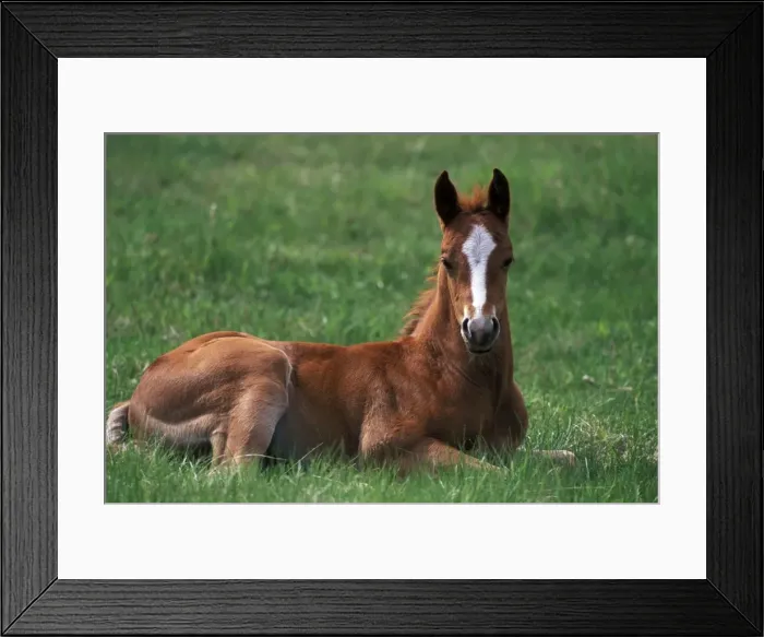 Framed Print : Picture No. 10858479 Framed Print : Picture No. 10858479