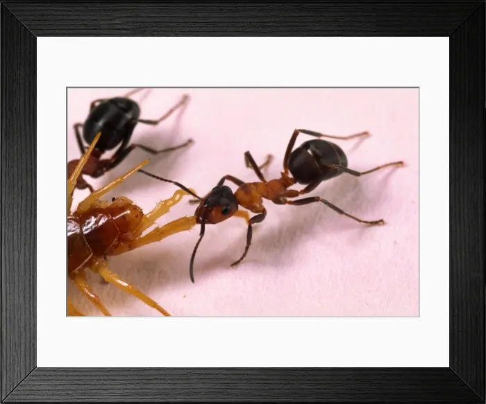 Framed Print : Picture No. 10858502 Framed Print : Picture No. 10858502