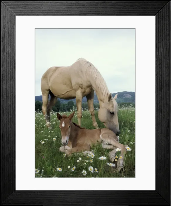 Framed Print : Picture No. 10858478 Framed Print : Picture No. 10858478