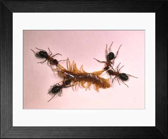 Framed Print : Picture No. 10858506 Framed Print : Picture No. 10858506
