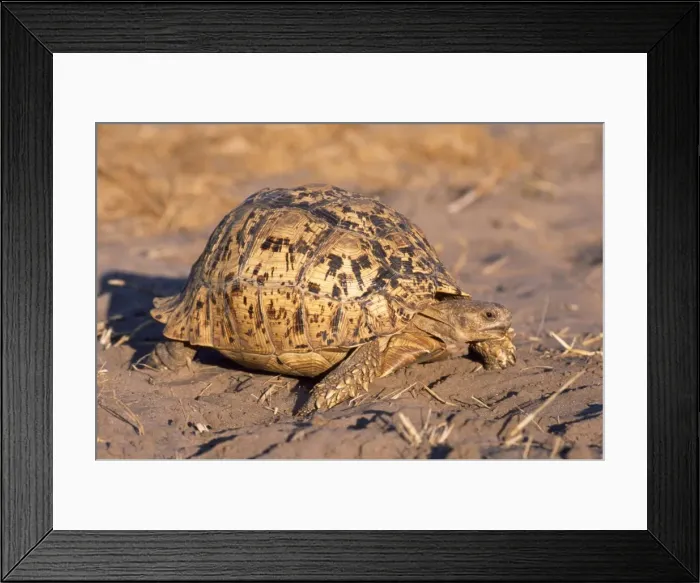 Framed Print : Picture No. 10858531