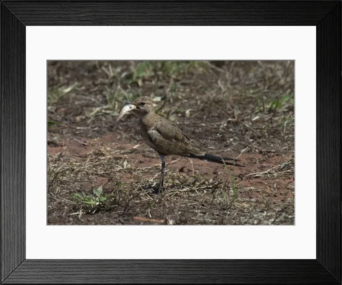 Framed Print : Picture No. 10858641 Framed Print : Picture No. 10858641