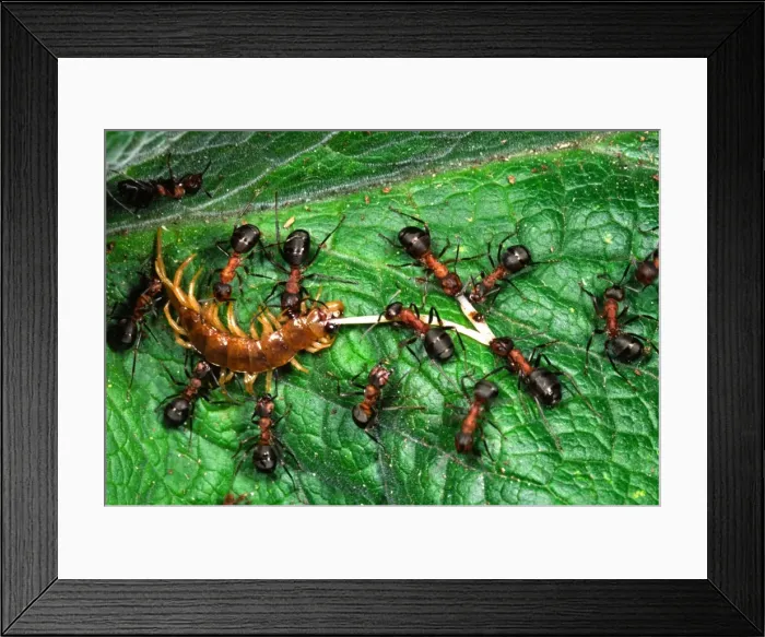 Framed Print : Picture No. 10858503 Framed Print : Picture No. 10858503