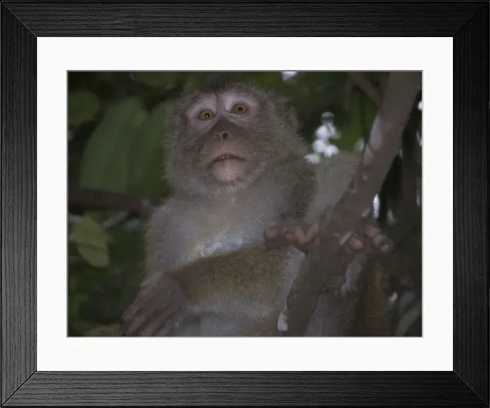 Framed Print : Picture No. 10858795 Framed Print : Picture No. 10858795