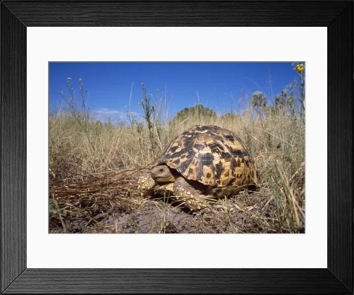 Framed Print : Picture No. 10858532 Framed Print : Picture No. 10858532