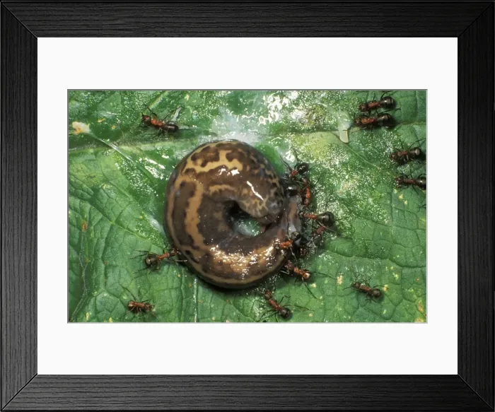 Framed Print : Picture No. 10858484 Framed Print : Picture No. 10858484