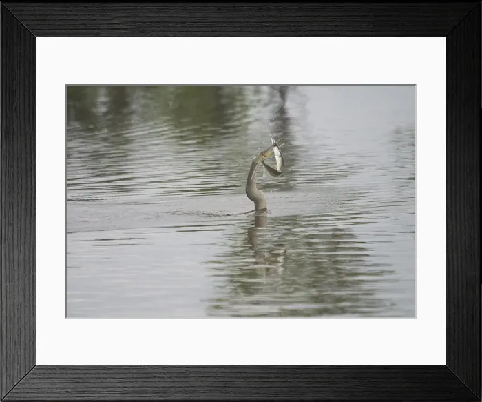 Framed Print : Picture No. 10858844 Framed Print : Picture No. 10858844