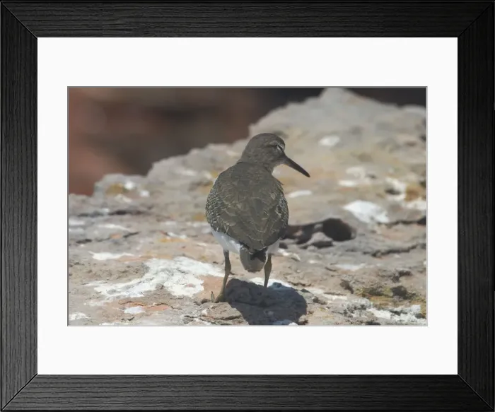Framed Print : Picture No. 10858882 Framed Print : Picture No. 10858882