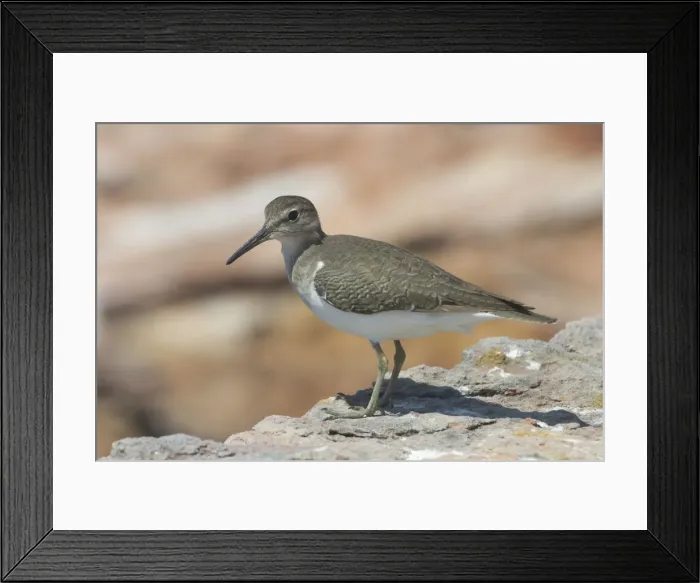 Framed Print : Picture No. 10858902 Framed Print : Picture No. 10858902