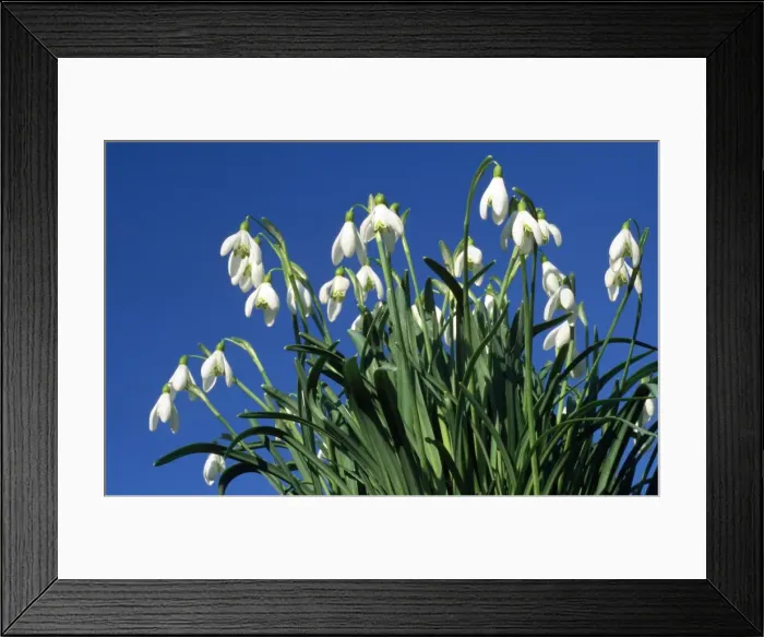 Framed Print : Picture No. 10858825 Framed Print : Picture No. 10858825