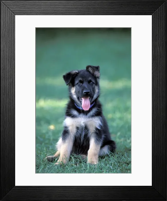 Framed Print : Picture No. 10858989 Framed Print : Picture No. 10858989