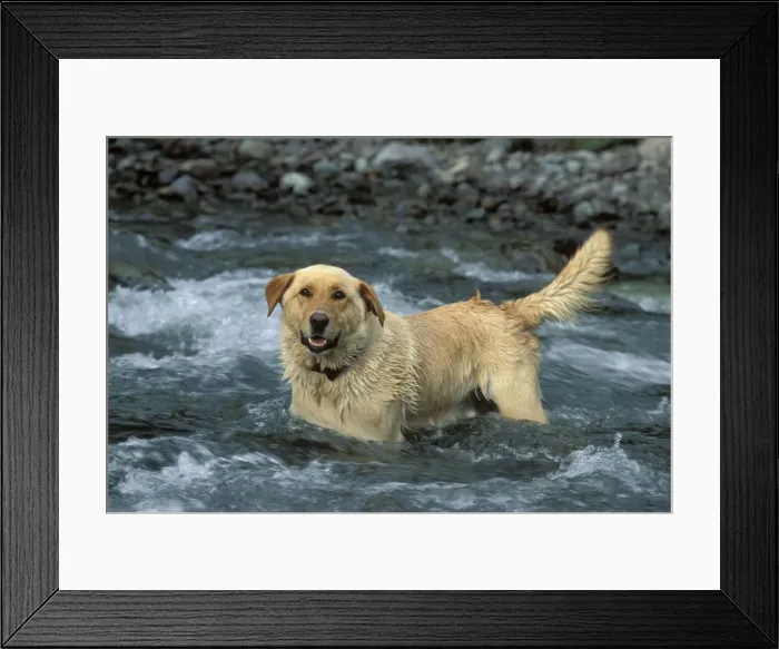 Framed Print : Picture No. 10858990