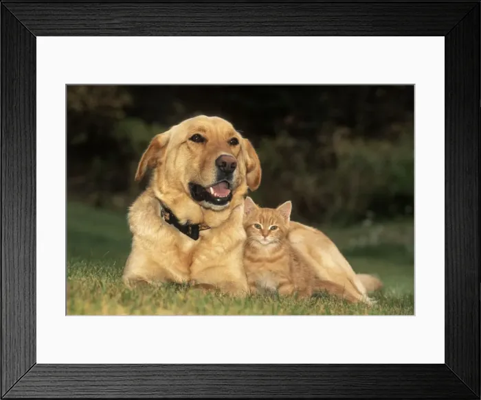 Framed Print : Picture No. 10858985 Framed Print : Picture No. 10858985