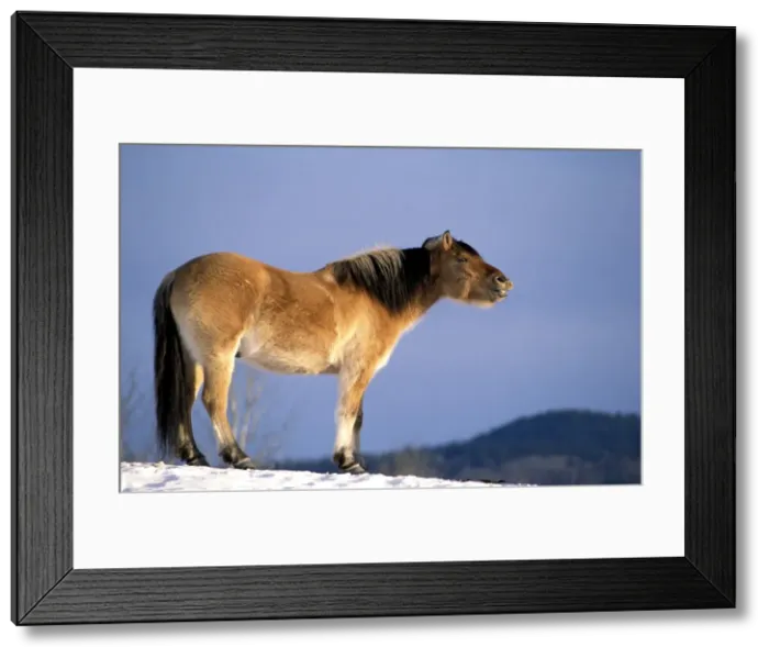 Framed Print : Picture No. 10858991 Framed Print : Picture No. 10858991