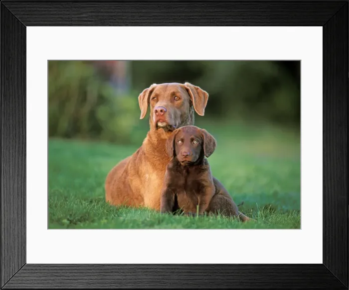 Framed Print : Picture No. 10858983 Framed Print : Picture No. 10858983