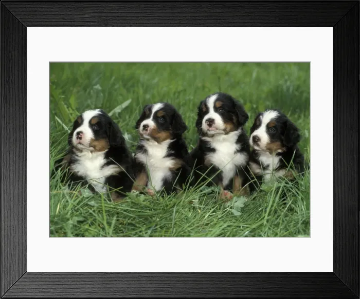 Framed Print : Picture No. 10858987 Framed Print : Picture No. 10858987