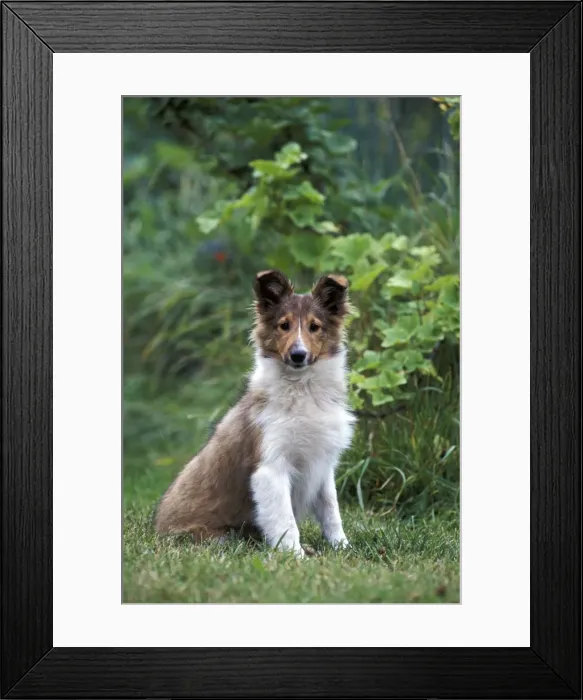 Framed Print : Picture No. 10858994