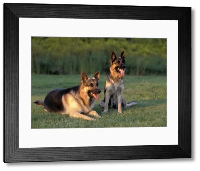 Framed Print : Picture No. 10858988