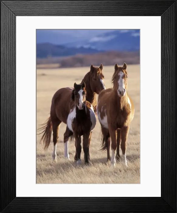 Framed Print : Picture No. 10858992 Framed Print : Picture No. 10858992