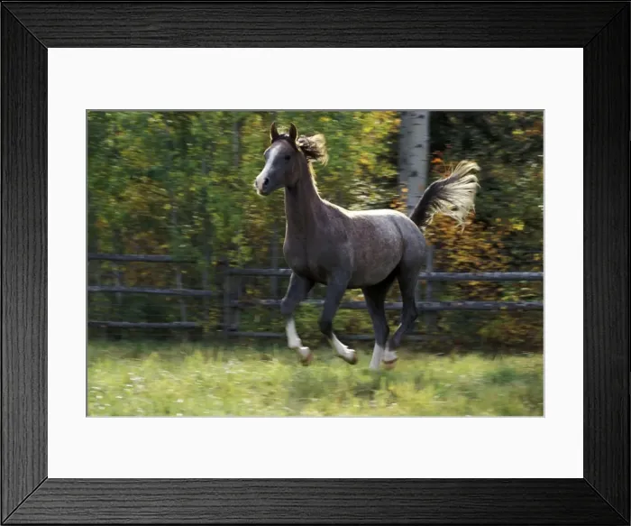Framed Print : Picture No. 10858996 Framed Print : Picture No. 10858996