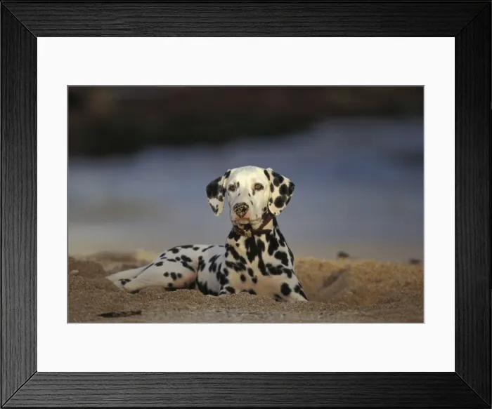Framed Print : Picture No. 10858999 Framed Print : Picture No. 10858999