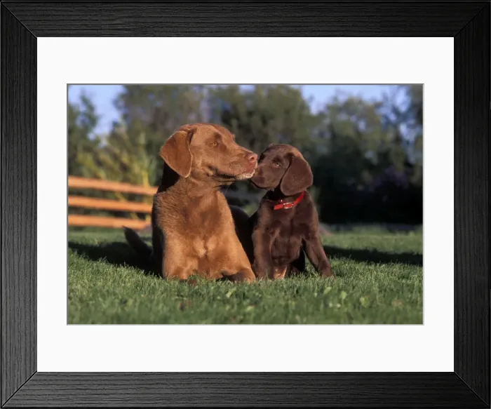 Framed Print : Picture No. 10858998 Framed Print : Picture No. 10858998