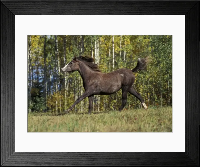 Framed Print : Picture No. 10858997 Framed Print : Picture No. 10858997