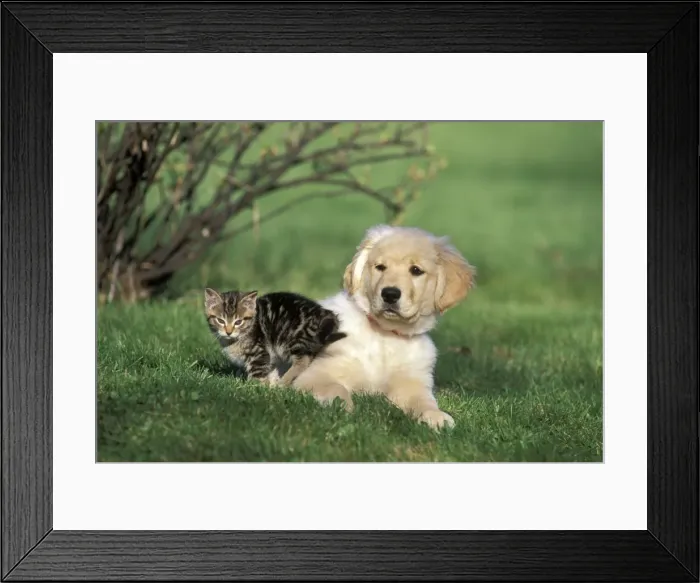 Framed Print : Picture No. 10859000 Framed Print : Picture No. 10859000