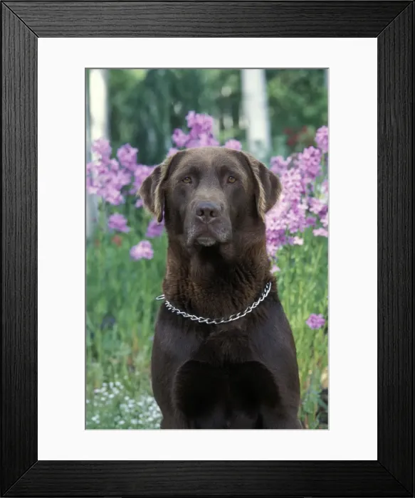Framed Print : Picture No. 10859004 Framed Print : Picture No. 10859004
