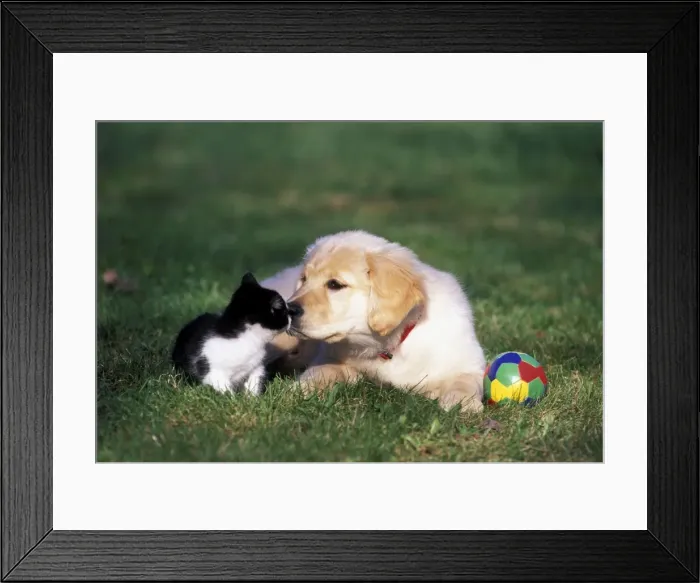 Framed Print : Picture No. 10859001 Framed Print : Picture No. 10859001