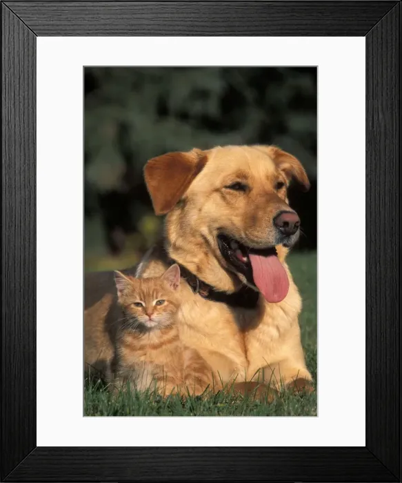 Framed Print : Picture No. 10859008 Framed Print : Picture No. 10859008