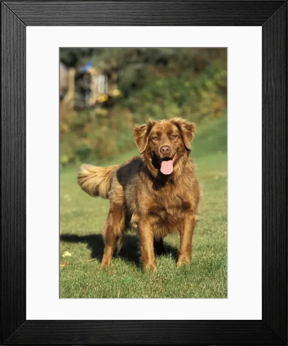 Framed Print : Picture No. 10859009 Framed Print : Picture No. 10859009