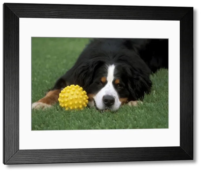 Framed Print : Picture No. 10859007 Framed Print : Picture No. 10859007