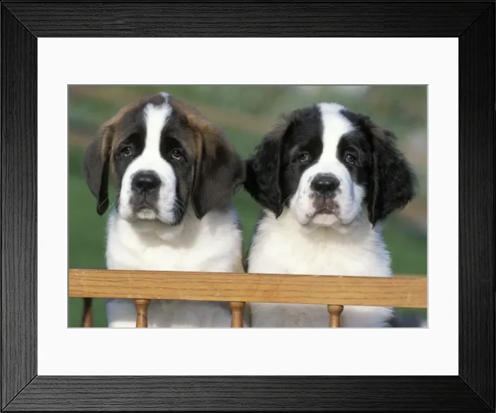 Framed Print : Picture No. 10859013