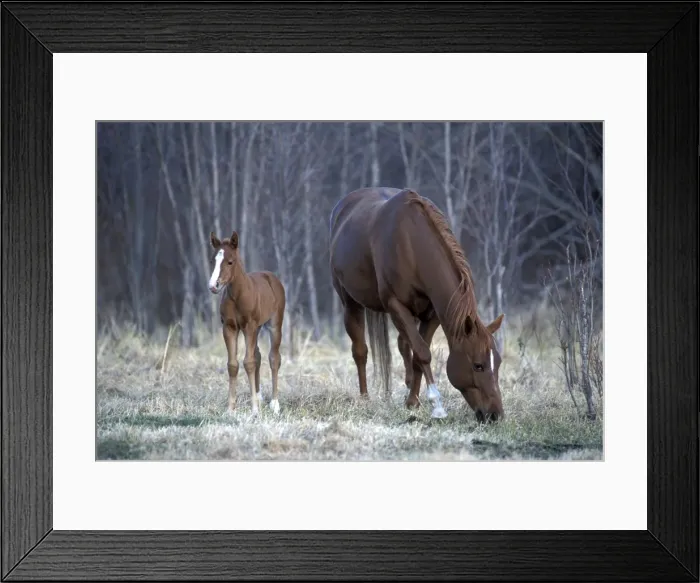 Framed Print : Picture No. 10859010 Framed Print : Picture No. 10859010