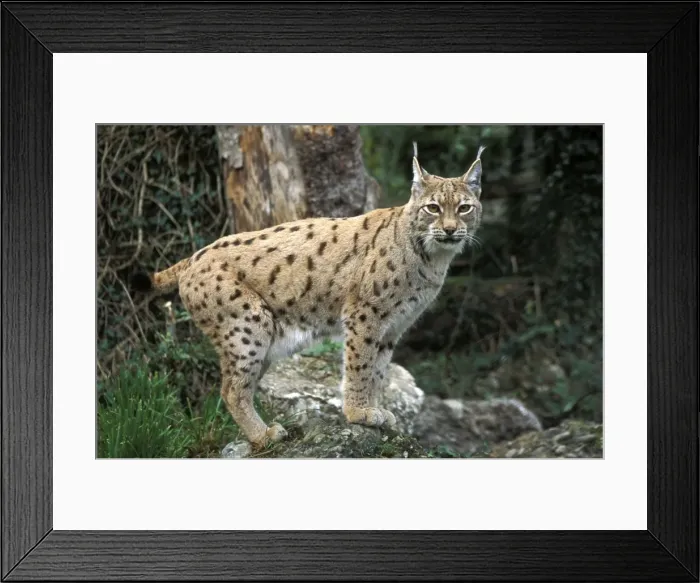 Framed Print : Picture No. 10859014 Framed Print : Picture No. 10859014