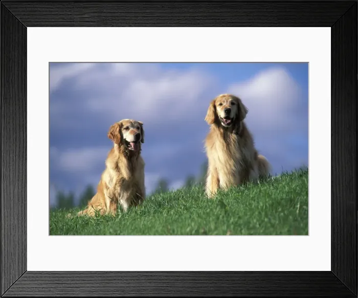Framed Print : Picture No. 10859006 Framed Print : Picture No. 10859006