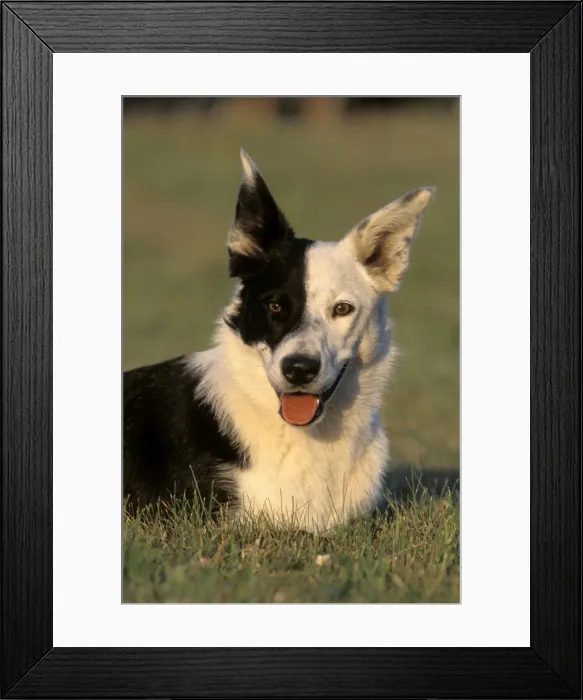 Framed Print : Picture No. 10859011 Framed Print : Picture No. 10859011