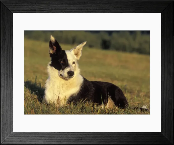 Framed Print : Picture No. 10859012 Framed Print : Picture No. 10859012