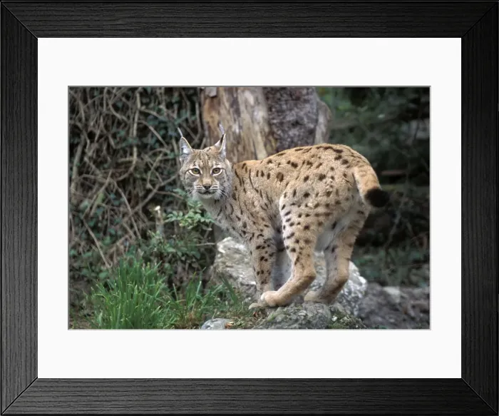 Framed Print : Picture No. 10859015 Framed Print : Picture No. 10859015