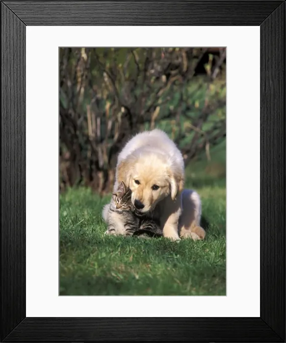 Framed Print : Picture No. 10859020