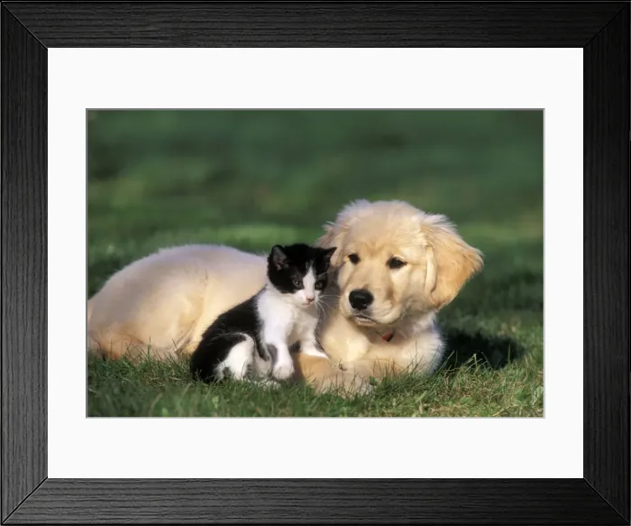 Framed Print : Picture No. 10859019 Framed Print : Picture No. 10859019