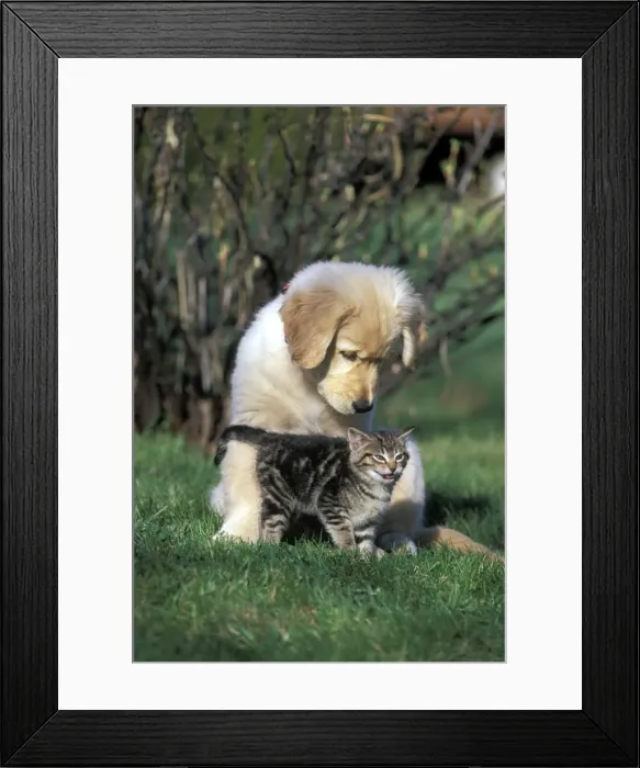 Framed Print : Picture No. 10859021 Framed Print : Picture No. 10859021