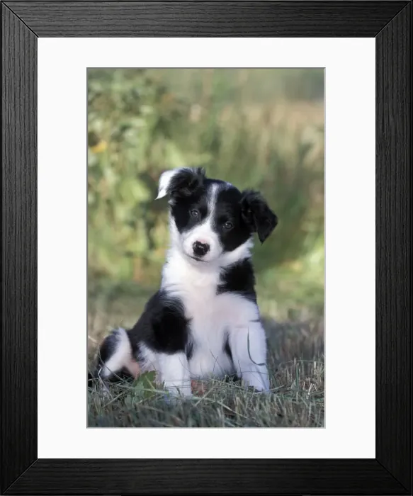 Framed Print : Picture No. 10859023 Framed Print : Picture No. 10859023