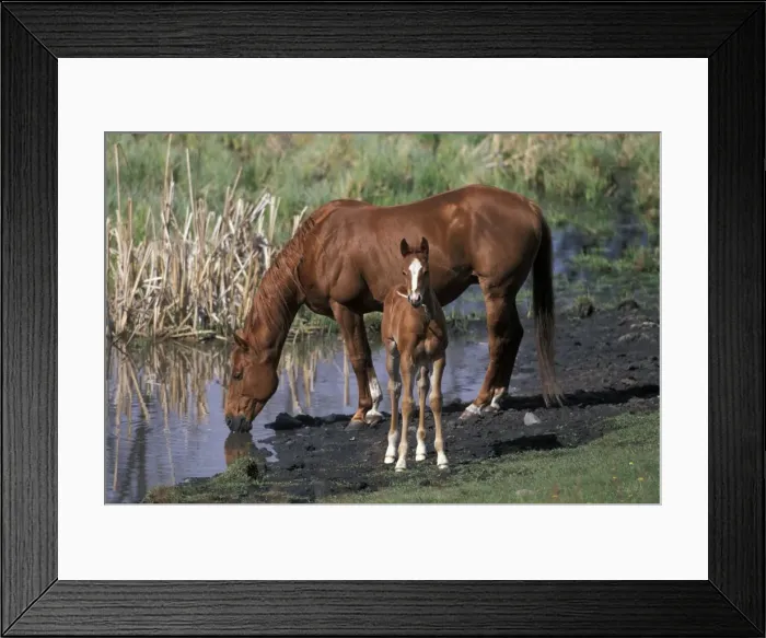 Framed Print : Picture No. 10859025 Framed Print : Picture No. 10859025