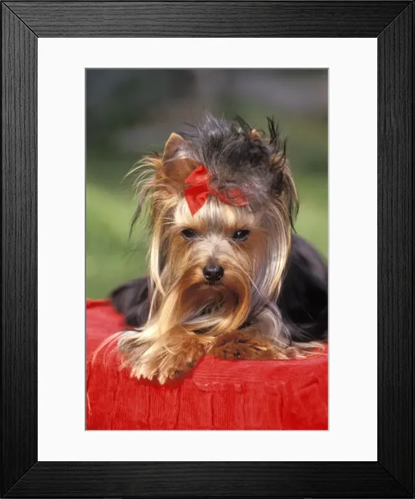 Framed Print : Picture No. 10859017 Framed Print : Picture No. 10859017